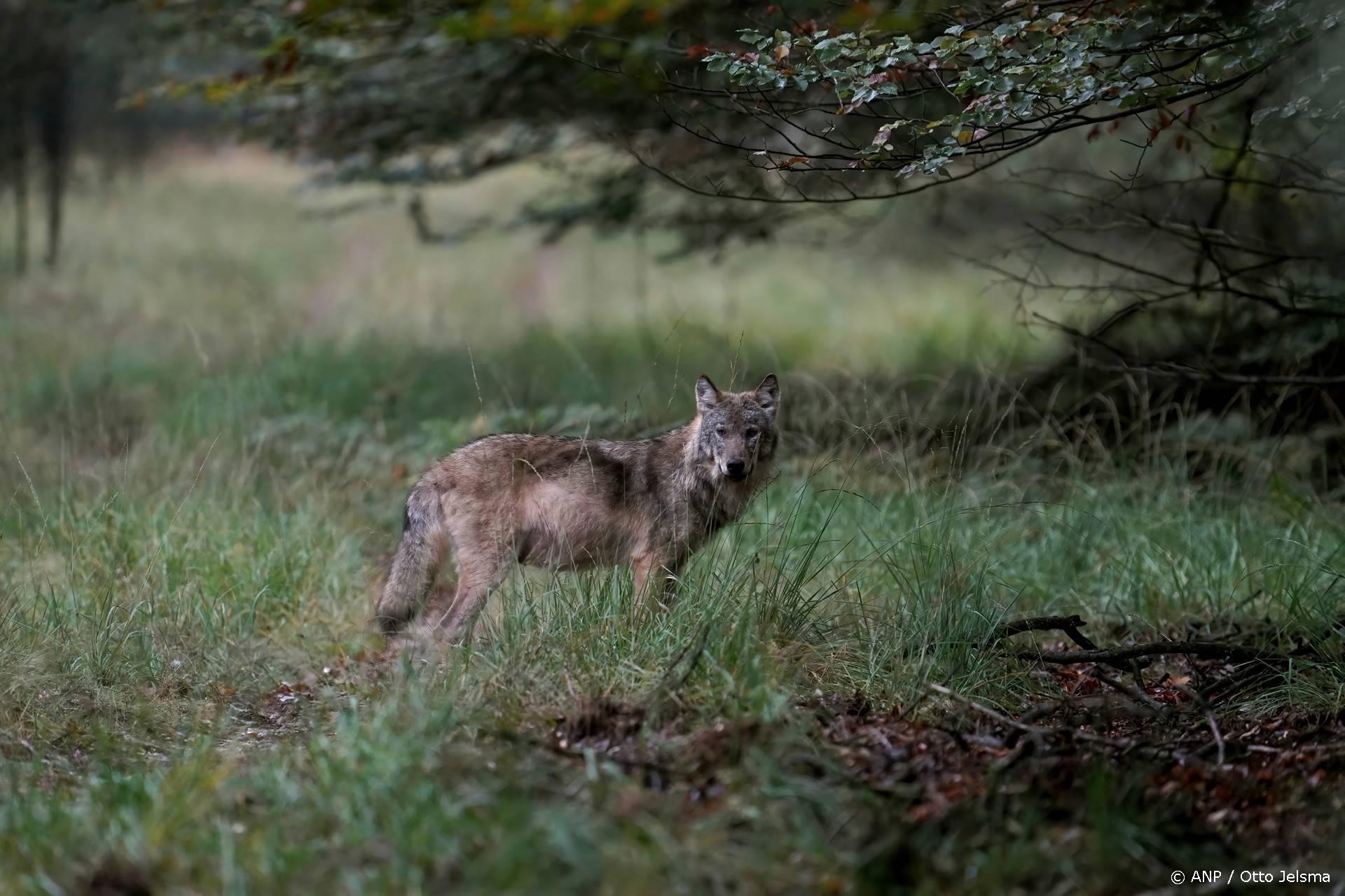 Minder meldingen wolvenaanvallen op vee in eerste drie maanden
