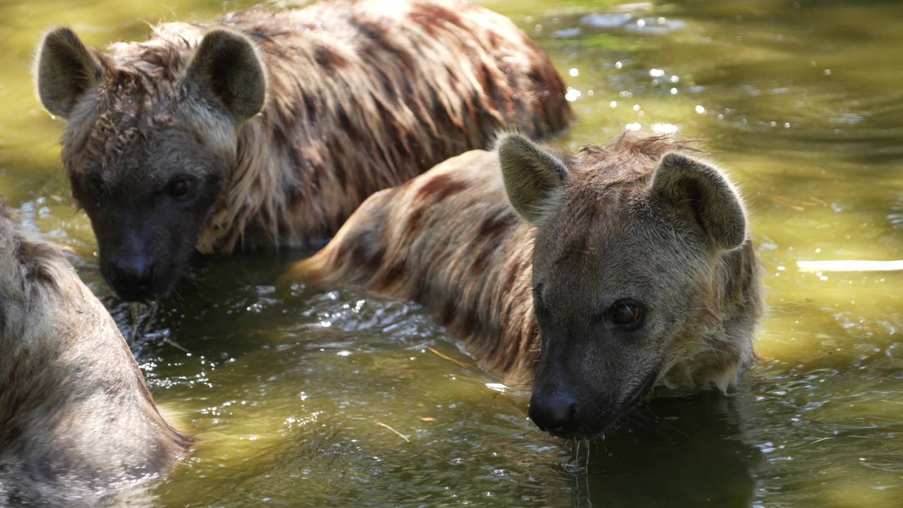 Speciale ijsjes en koele duiken: zo overleven dieren de hitte