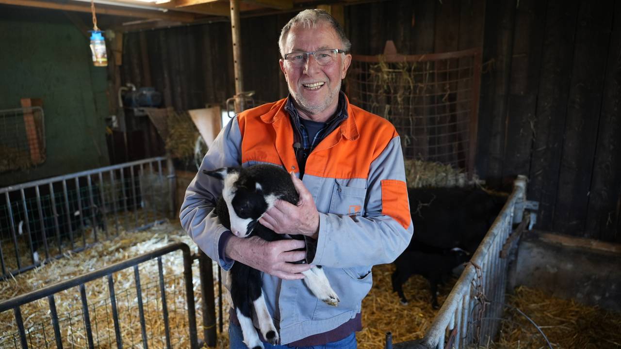 Lammetjesfeest in Zijtaart: vijfling geboren op boerderij Hans