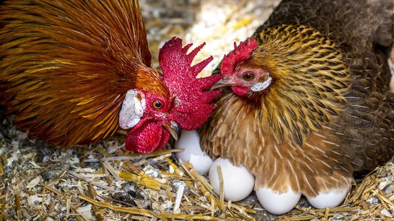 Wormen belangrijkste oorzaak van PFAS in hobby-eieren