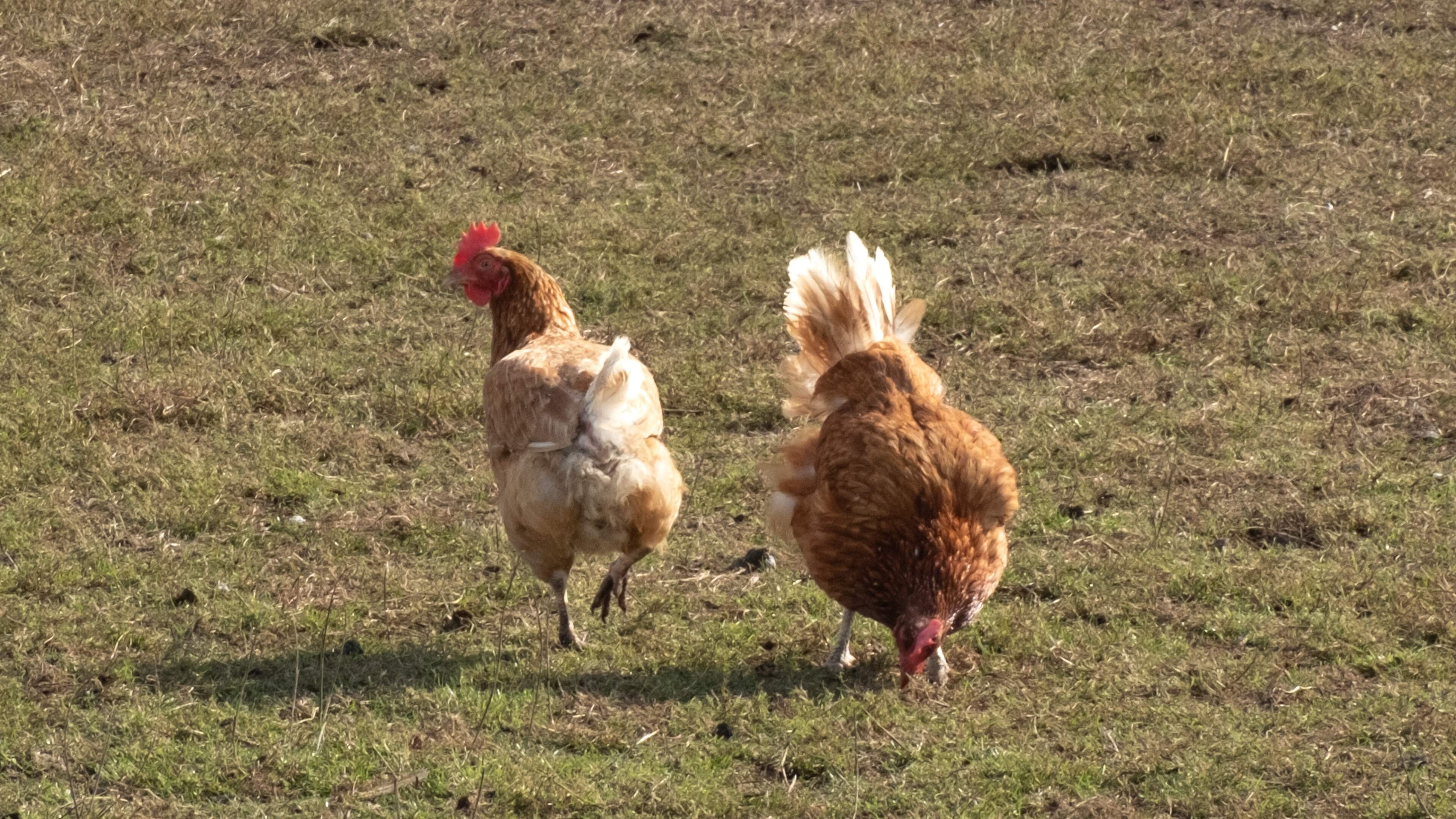 Eerste besmetting vogelgriep sinds maart vastgesteld in Drenthe
