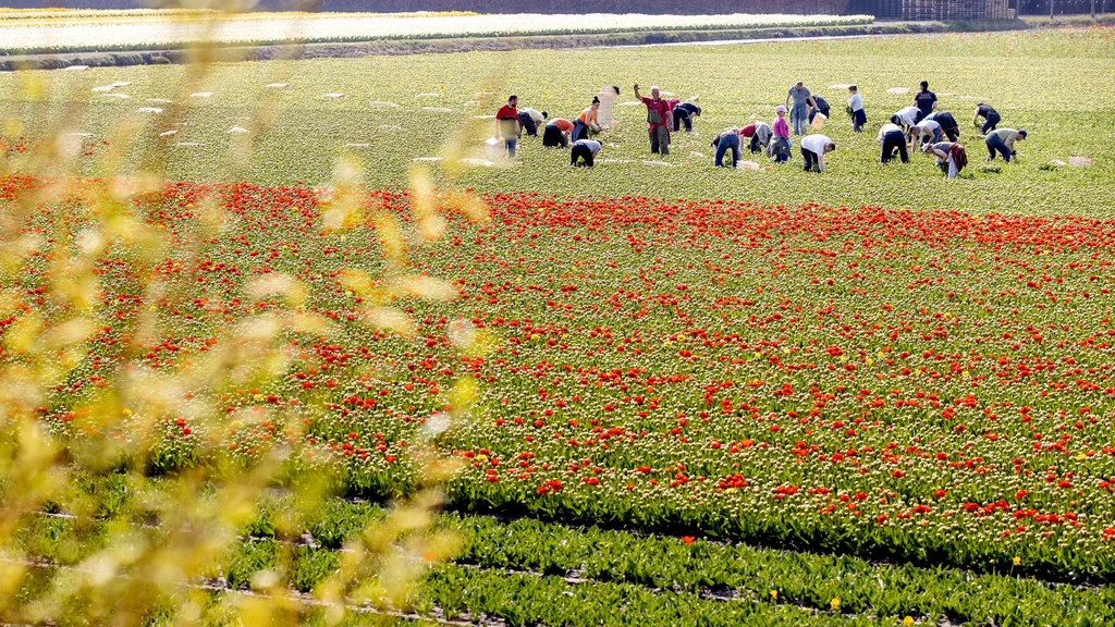 Meer meldingen van arbeidsuitbuiting en te weinig daders gestraft, zegt rapporteur