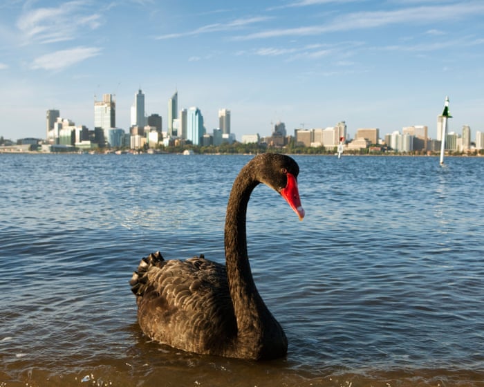 Tasmanian devils, swift parrots, black swans: the animals at risk if bird flu takes off in Australia