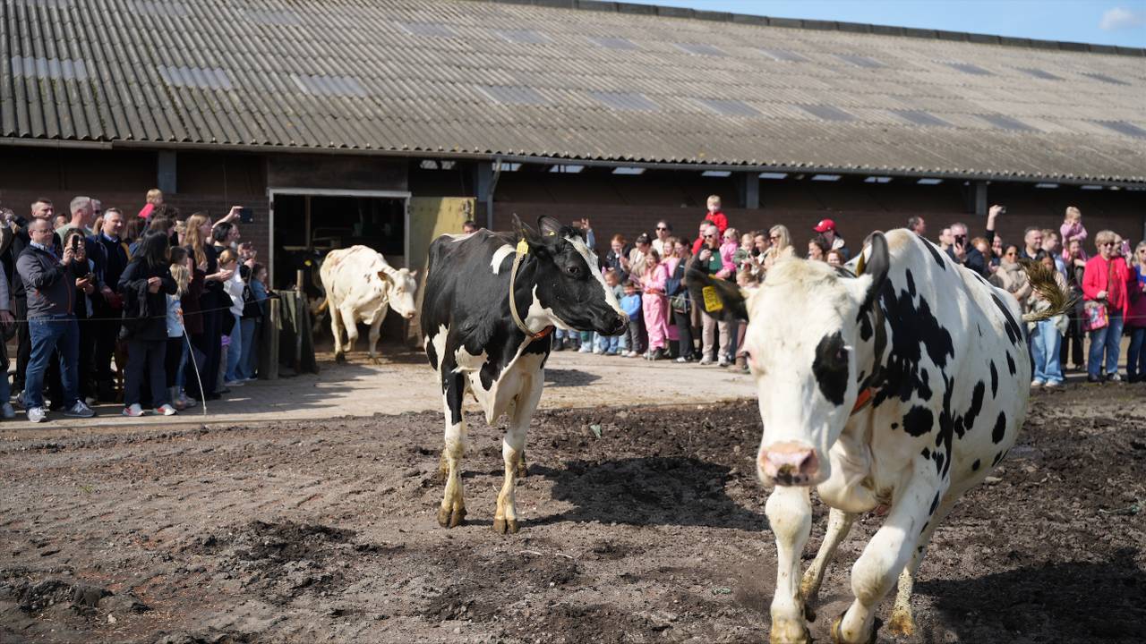 Topdrukte bij koeiendans: meer dan 1000 mensen zien koeien wei in rennen