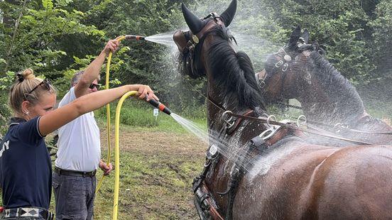Koude douche voor paarden in Harich