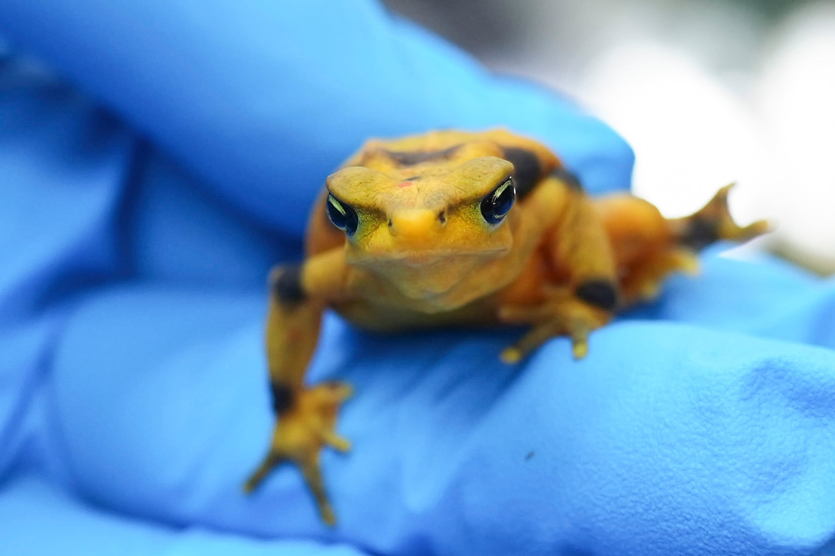 Saving Panama’s national symbol: The golden frog
