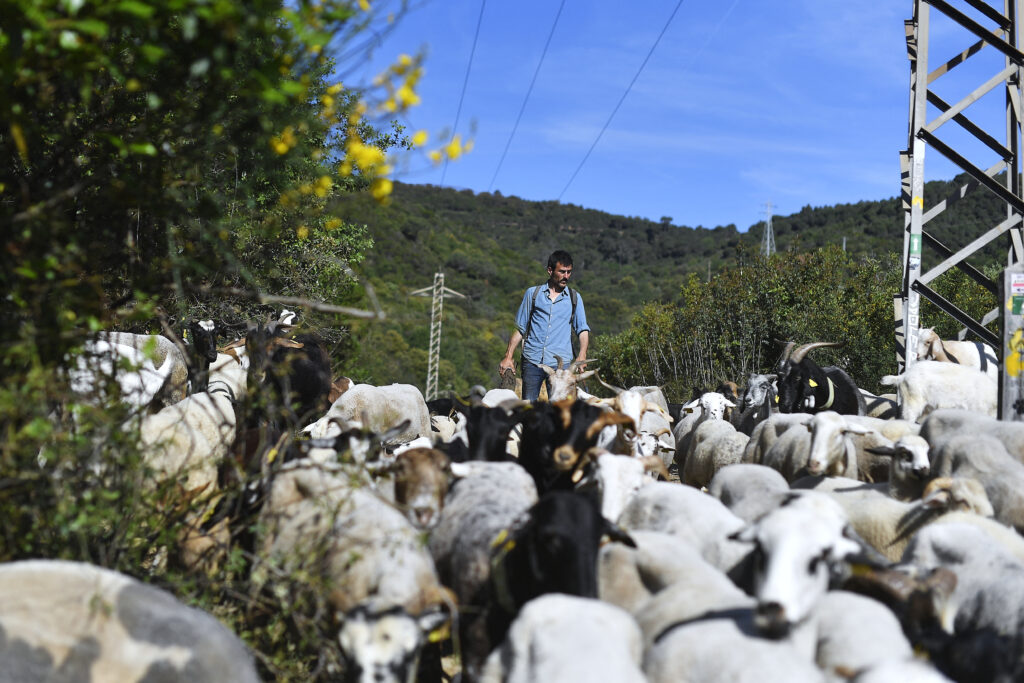 Europe turns to goats to prevent wildfires