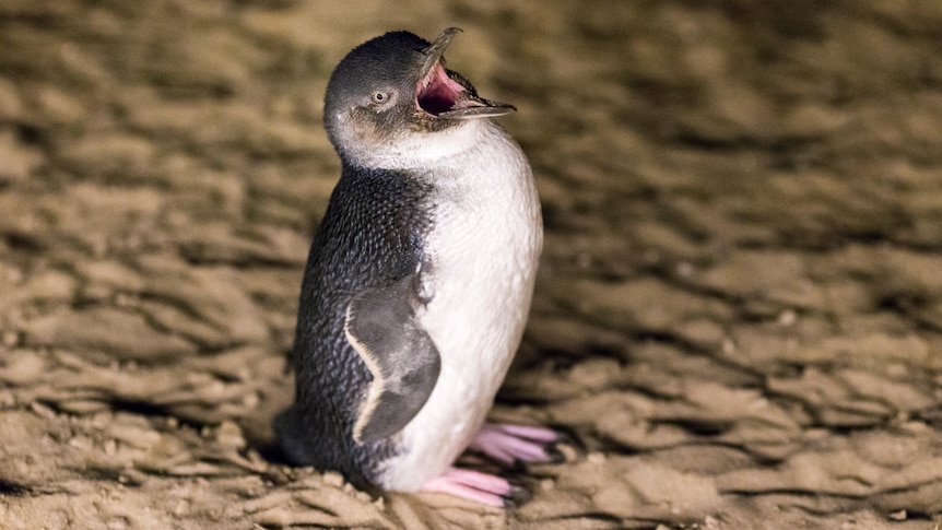 Fears bird flu could have 'devastating' effect on Phillip Island penguins