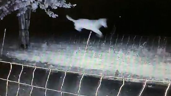 Provincie mag wolf Voorthuizen niet afschieten