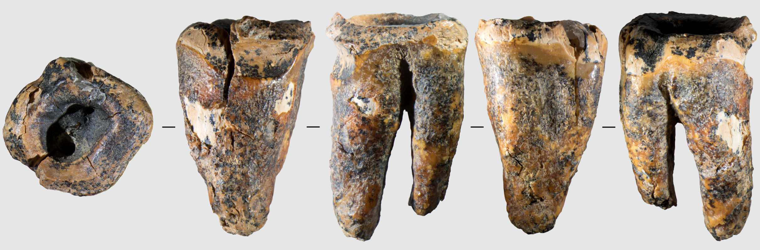 Neanderthals may have drilled out a cavity 59,000 years ago
