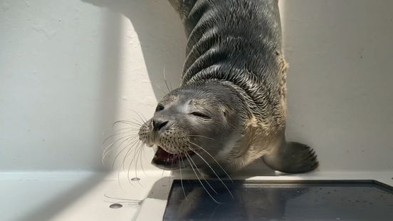 Wat kunnen wij leren van de 'taal' van zeehondenpups?