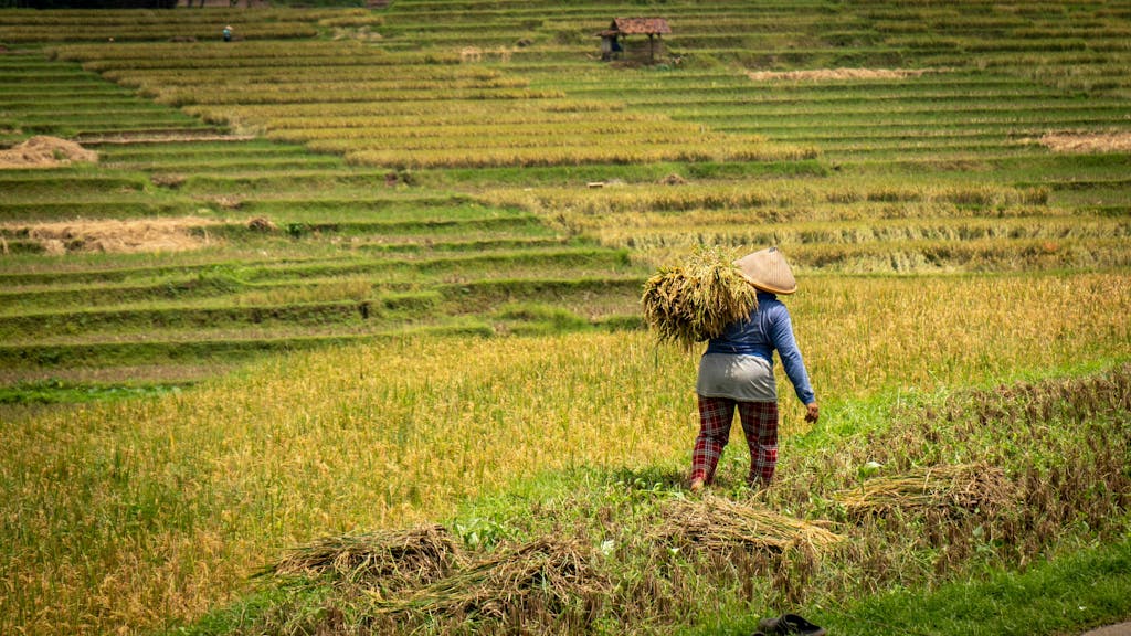 EU en Indonesië schrappen heffingen op landbouwproducten met deal