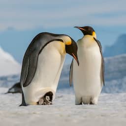 Pinguïns vriezen mogelijk massaal dood door gebrek aan zee-ijs op Antarctica