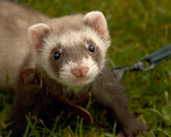 Concerns over therapy ferrets used to kill rats at UK’s largest children’s prison