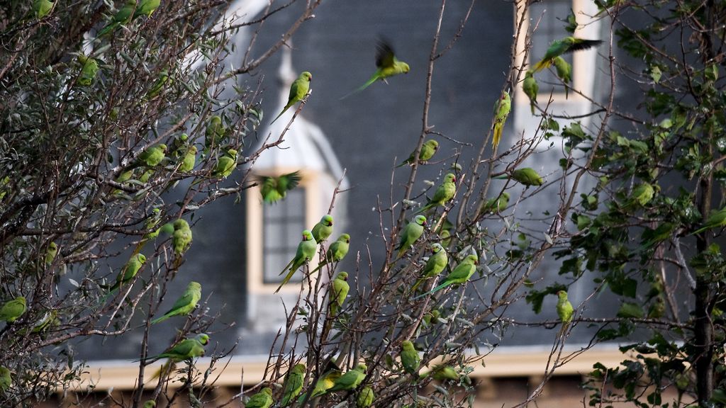 Halsbandparkieten zorgen voor gevaarlijke situatie bij verbouwing Binnenhof