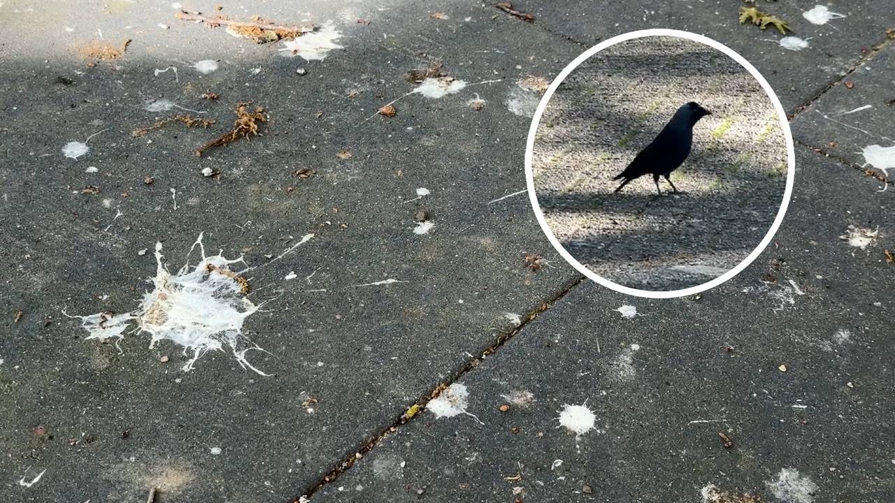 Roeken terroriseren buurt: ‘Uitkijken dat je niet wordt ondergescheten'