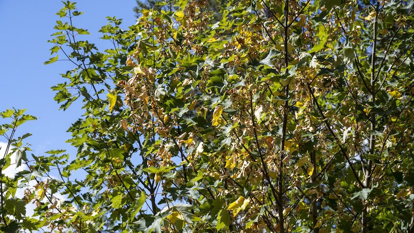 Nieuw onderzoek: bomen kunnen minder goed tegen droogte dan gedacht