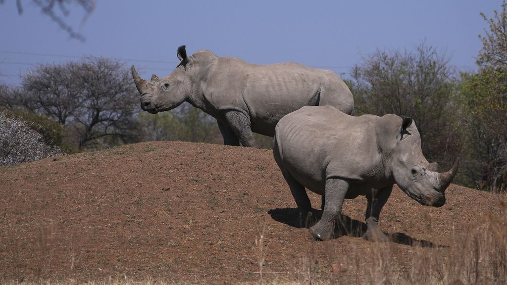 Ondanks inspanningen wordt gemiddeld nog iedere dag een neushoorn gestroopt