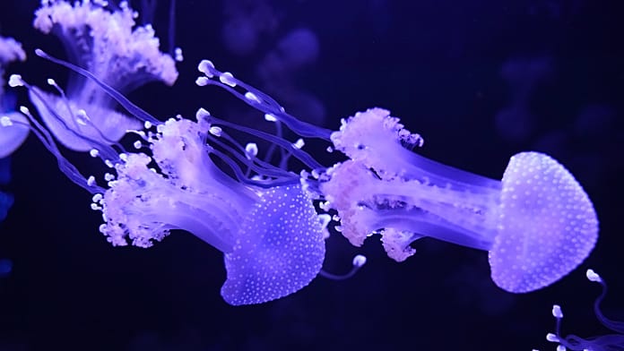 First jellyfish museum in the US opens in Pompano Beach