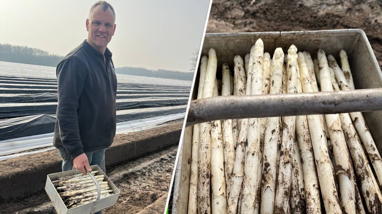 Eerste asperges van de koude grond gestoken: 'Gewoon lekker met ham en ei'