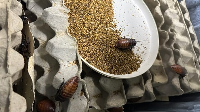 Australian authorities seize more than 100,000 live exotic cockroaches in huge bug bust