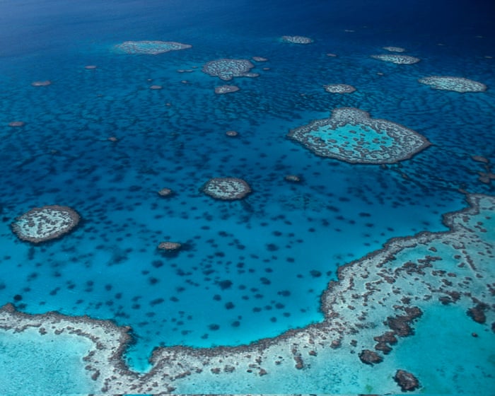 Shark attack: man dies on Great Barrier Reef in far north Queensland