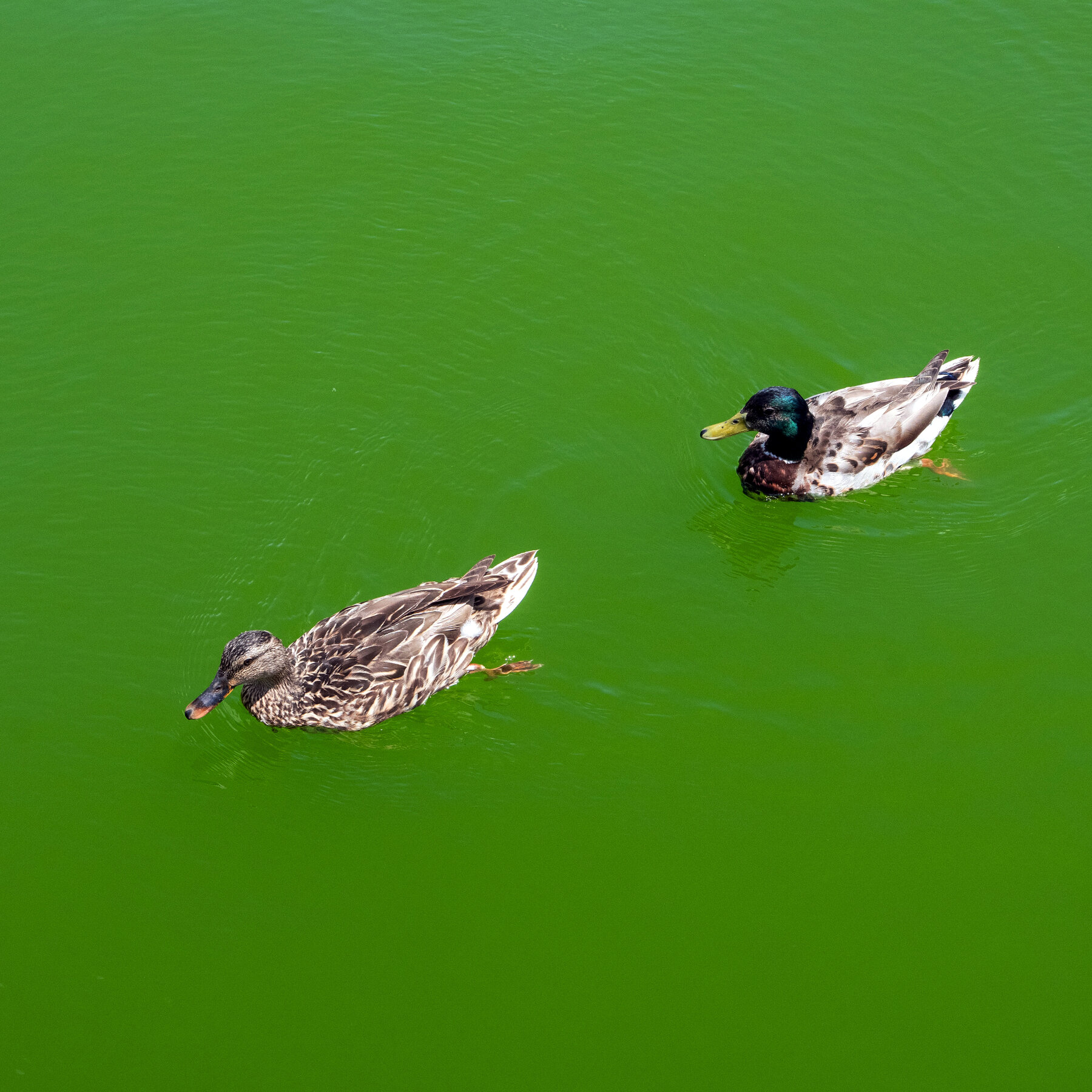 Algae Is Turning the Reflecting Pool Green. Again.