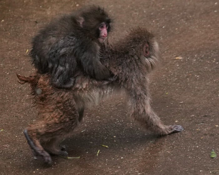 Social climber: Punch the monkey starts to outgrow his Ikea plushie