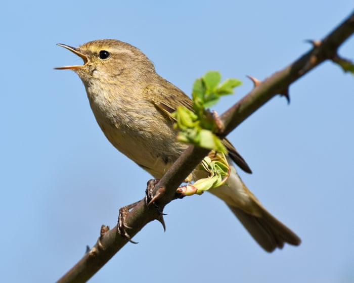 Birdsong data from Merlin ID app to help global biodiversity project
