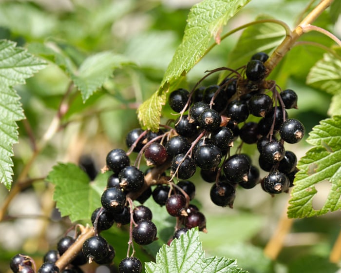 Berry tough: Ribena seeks to make hardier blackcurrants to beat extreme weather