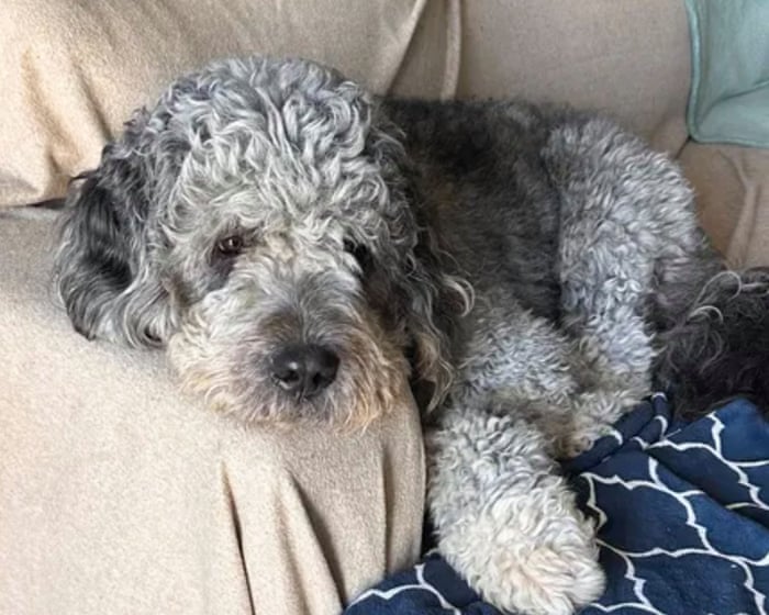 LA leaders back investigation into police killing of two-year-old dog