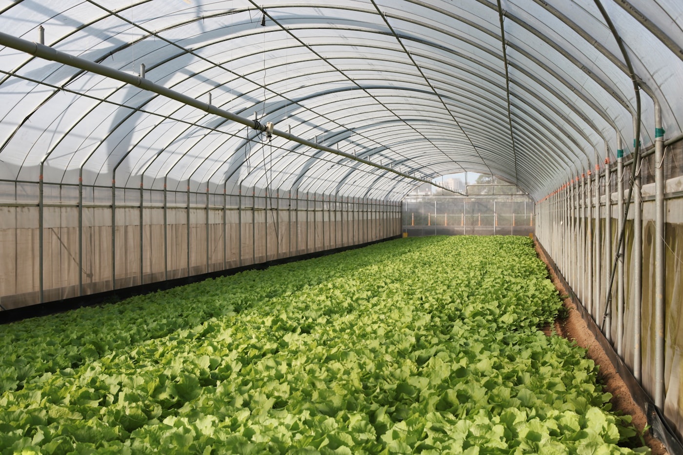 Sproeiverbod raakt Westland: glastuinbouw vreest schade tot 150 miljoen