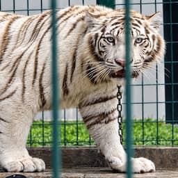 233 arrestaties en bedreigde dieren gered bij politieactie Midden- en Zuid-Amerika