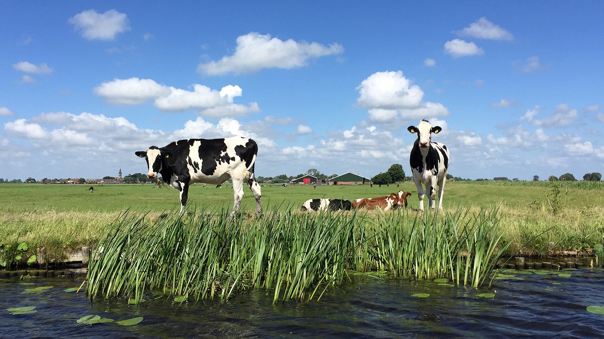 Stikstofplan bekend: maximaal 2,6 koeien per hectare en bufferzones