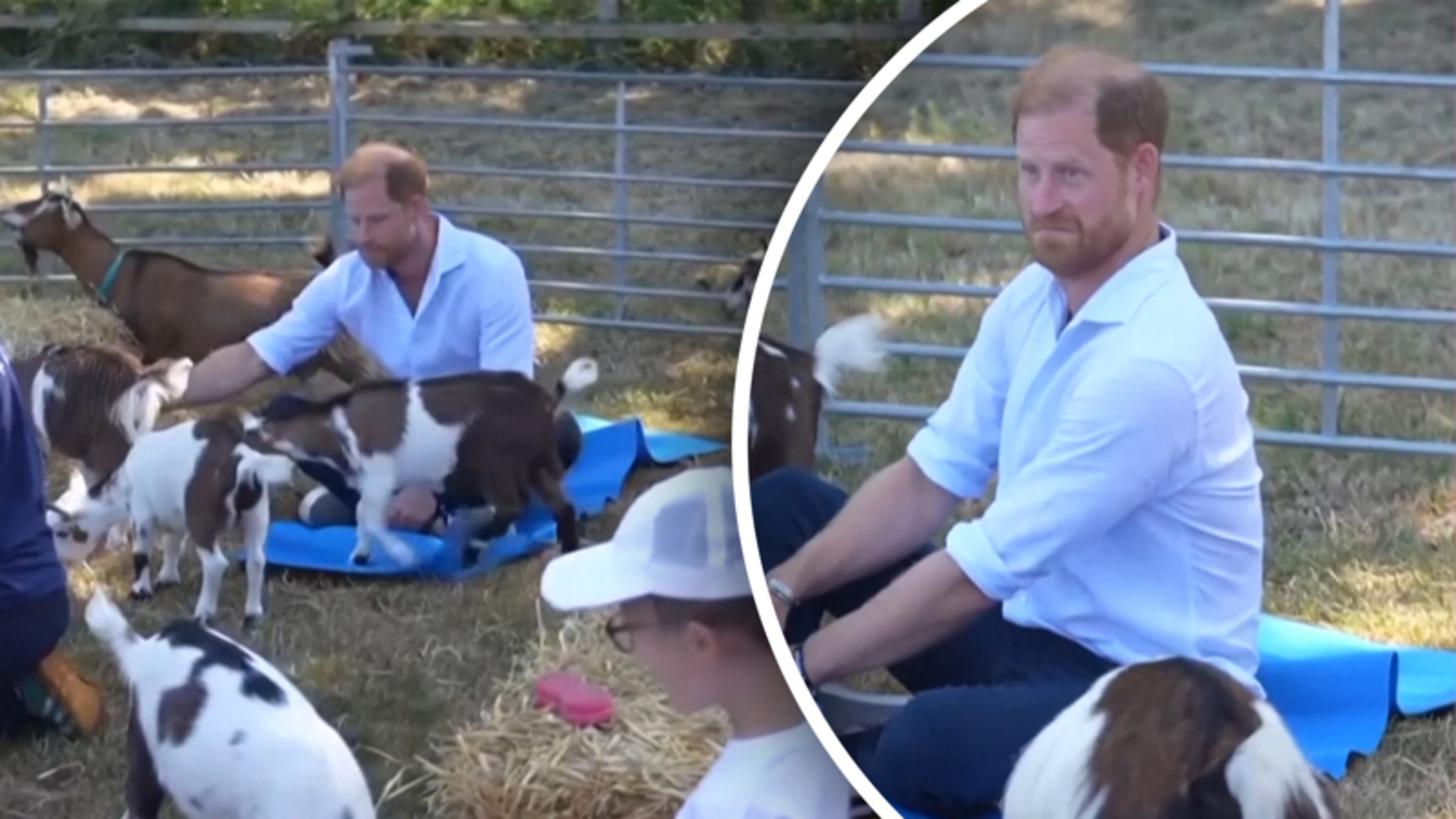 Opmerkelijk: prins Harry gaat tussen de geiten liggen tijdens yogales