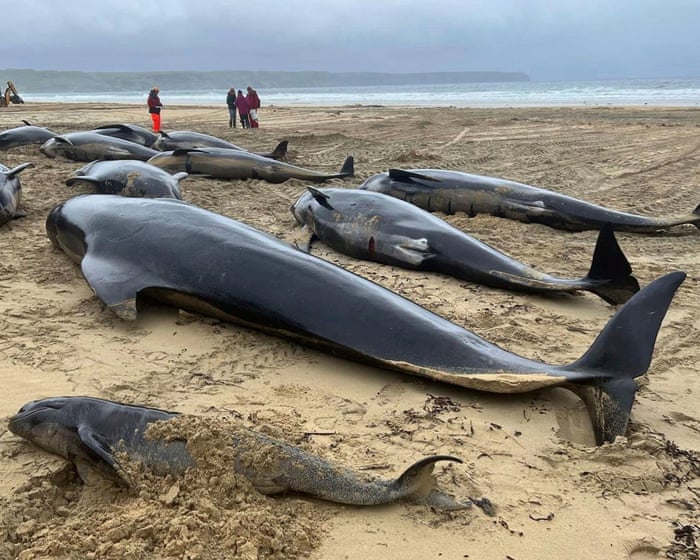 Mass stranding of whales on Scottish beach caused by loyalty to their pod, report finds