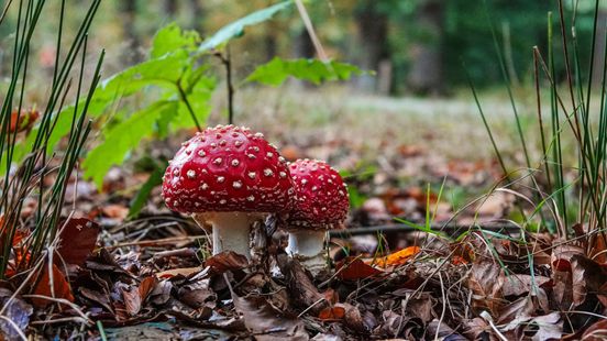 Dit mag je meenemen uit het bos (en dit kun je ermee)