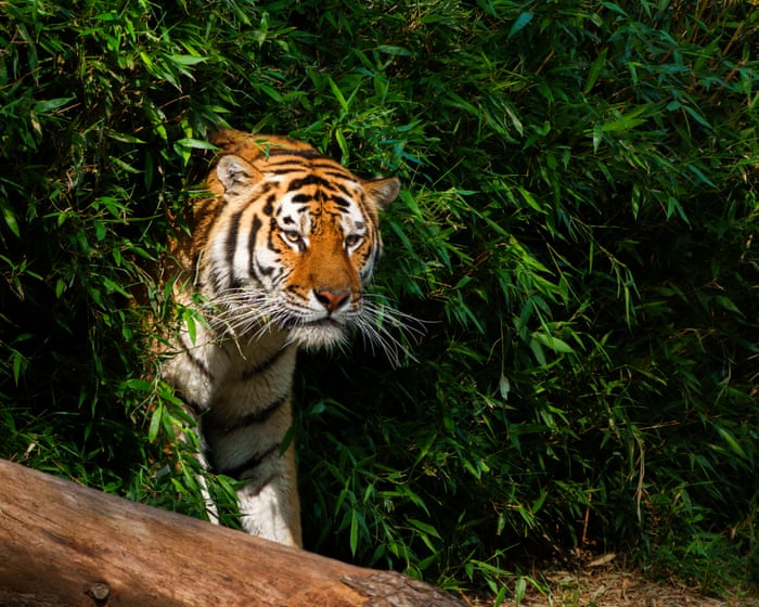 Oklahoma tiger handler was fatally attacked in front of family during show