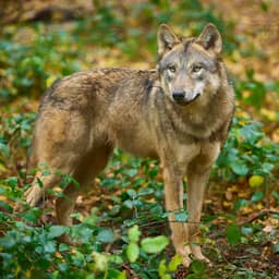 Vorig jaar leefden er minstens 131 wolven in Nederland