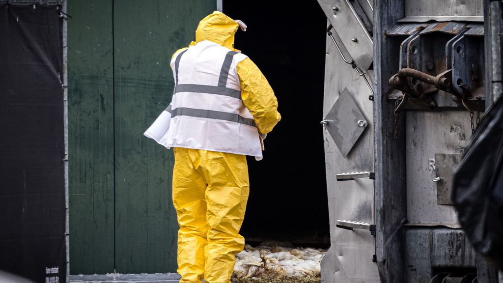 Vogelgriep vastgesteld in Drentse Geesbrug, 24.000 kippen geruimd