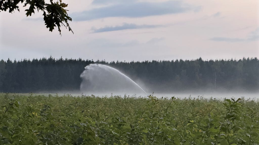 LTO waarschuwt: kans op duurder voedsel door droogte en hitte