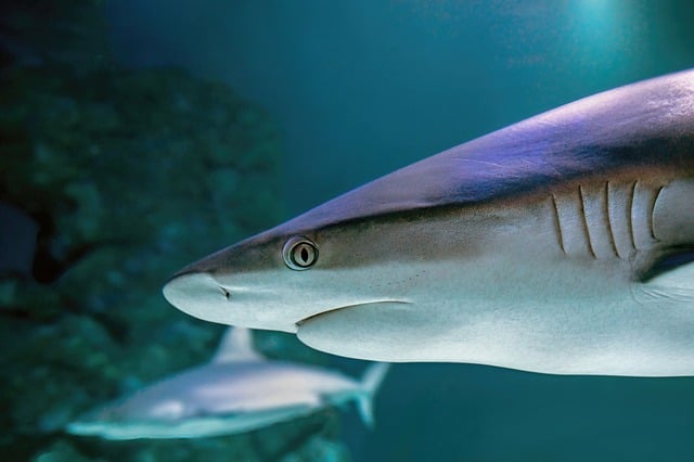 From tourist hotspot to marine mystery: where are the great white sharks?