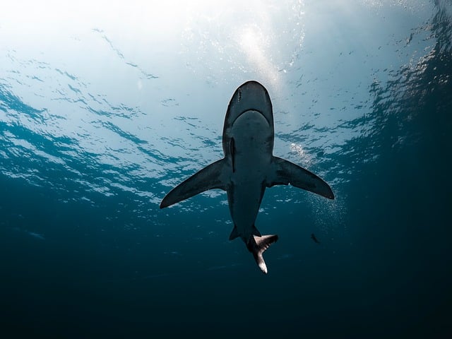US scientists turn to sharks for help with hurricane prediction