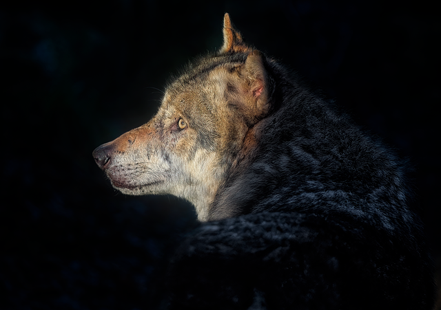 Niet wolf, wel wolf