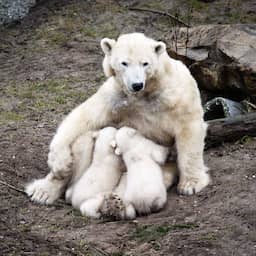Oudste ijsbeer van Nederland (32) overleden in Ouwehands Dierenpark