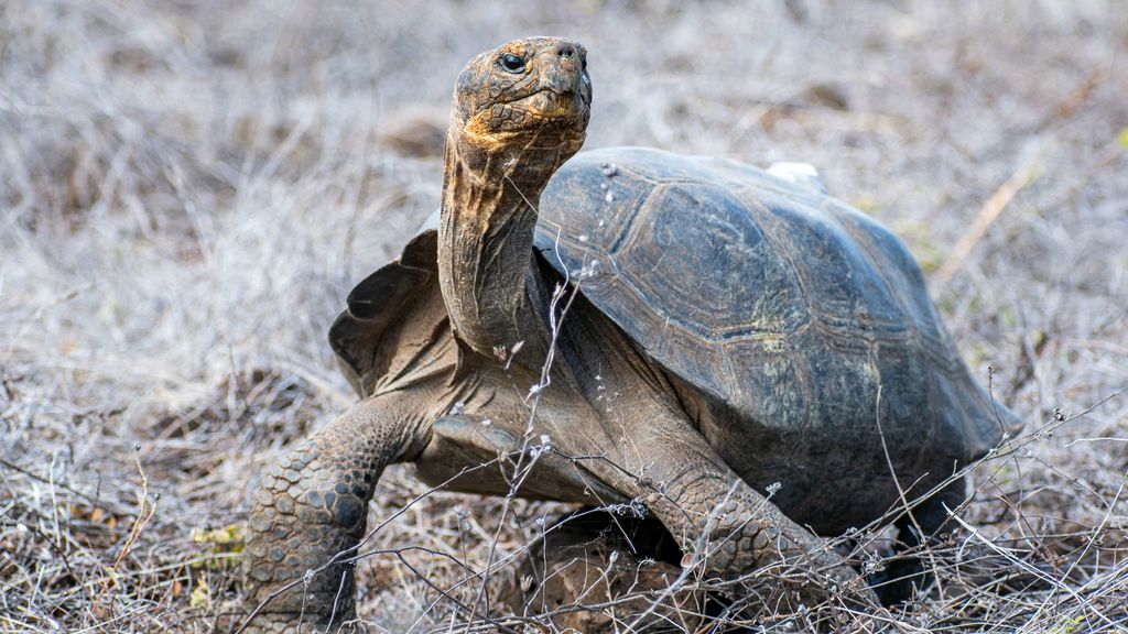 Reuzenschildpad maakt na 150 jaar comeback op Galapagoseiland Floreana