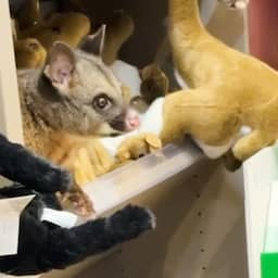 Buideldier duikt op tussen knuffelbeesten in giftshop op Australisch vliegveld