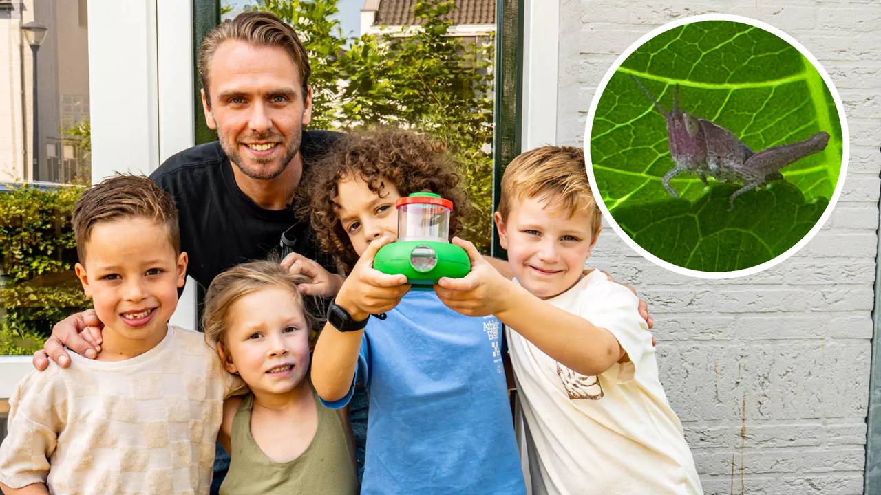 Roze sprinkhaan gespot op kinderopvang in Helmond: 'Heel zeldzaam'