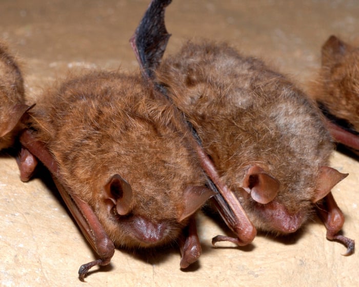 Canadian boy dies of rabies after waking to find bat on his face