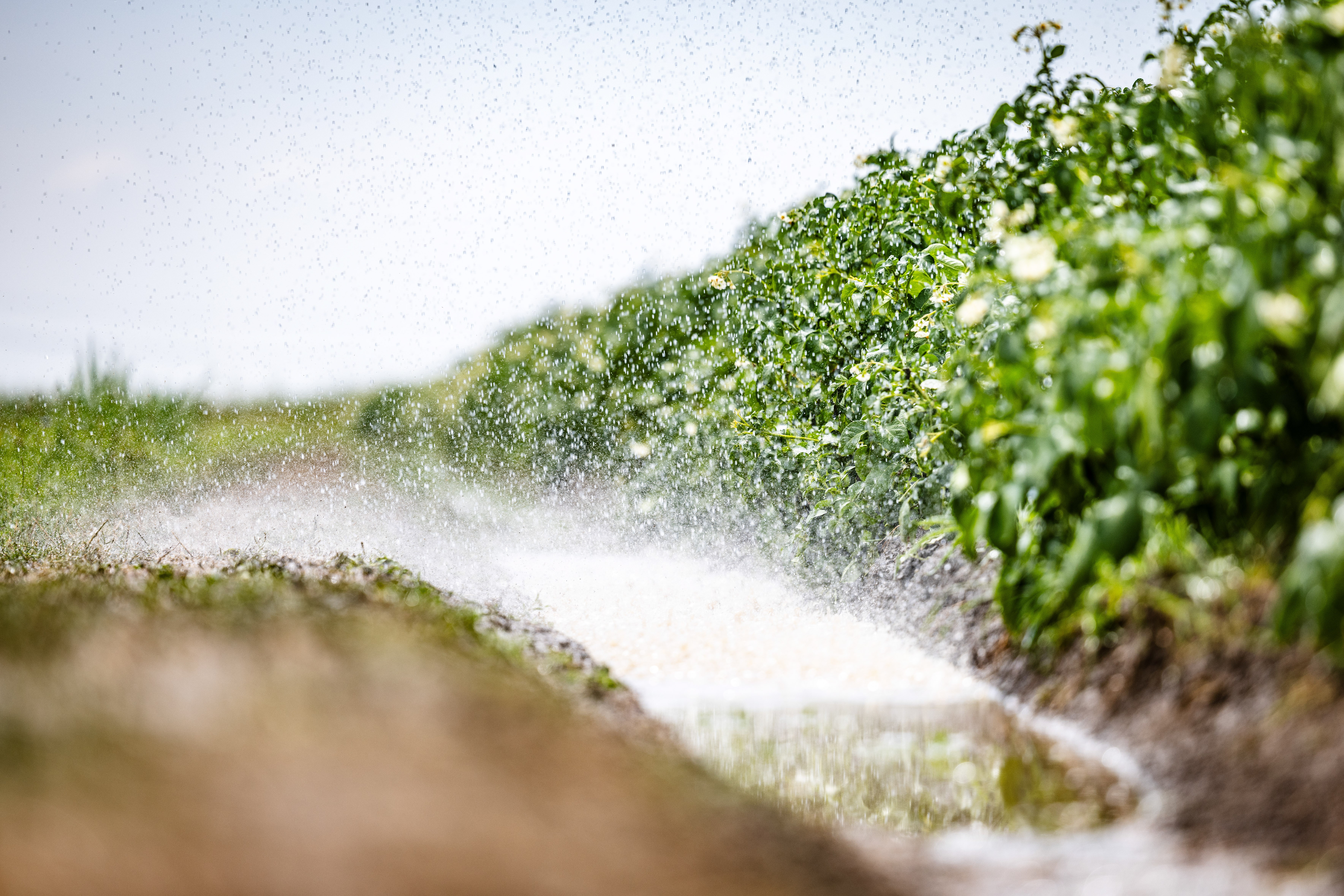 Extreme droogte zet oogst onder druk: ligt er straks minder groente in de supermarkt?